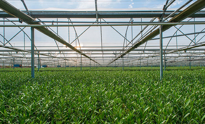 Agromillora